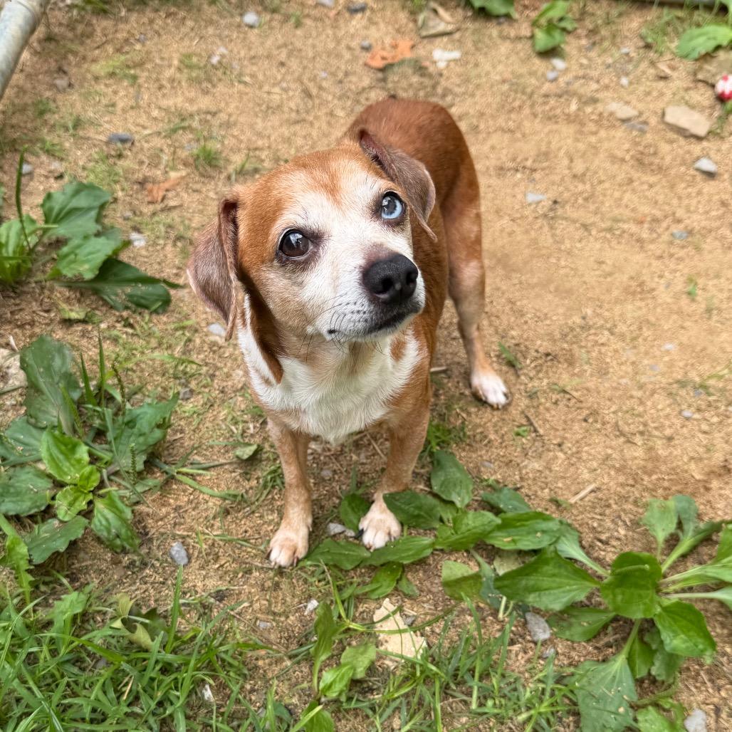 Timmy, Adoptable, Senior Male Chihuahua & Mixed Breed.