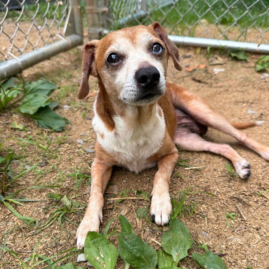 Timmy, a Adoptable mixed breed in Fairmont, WV image 2/5