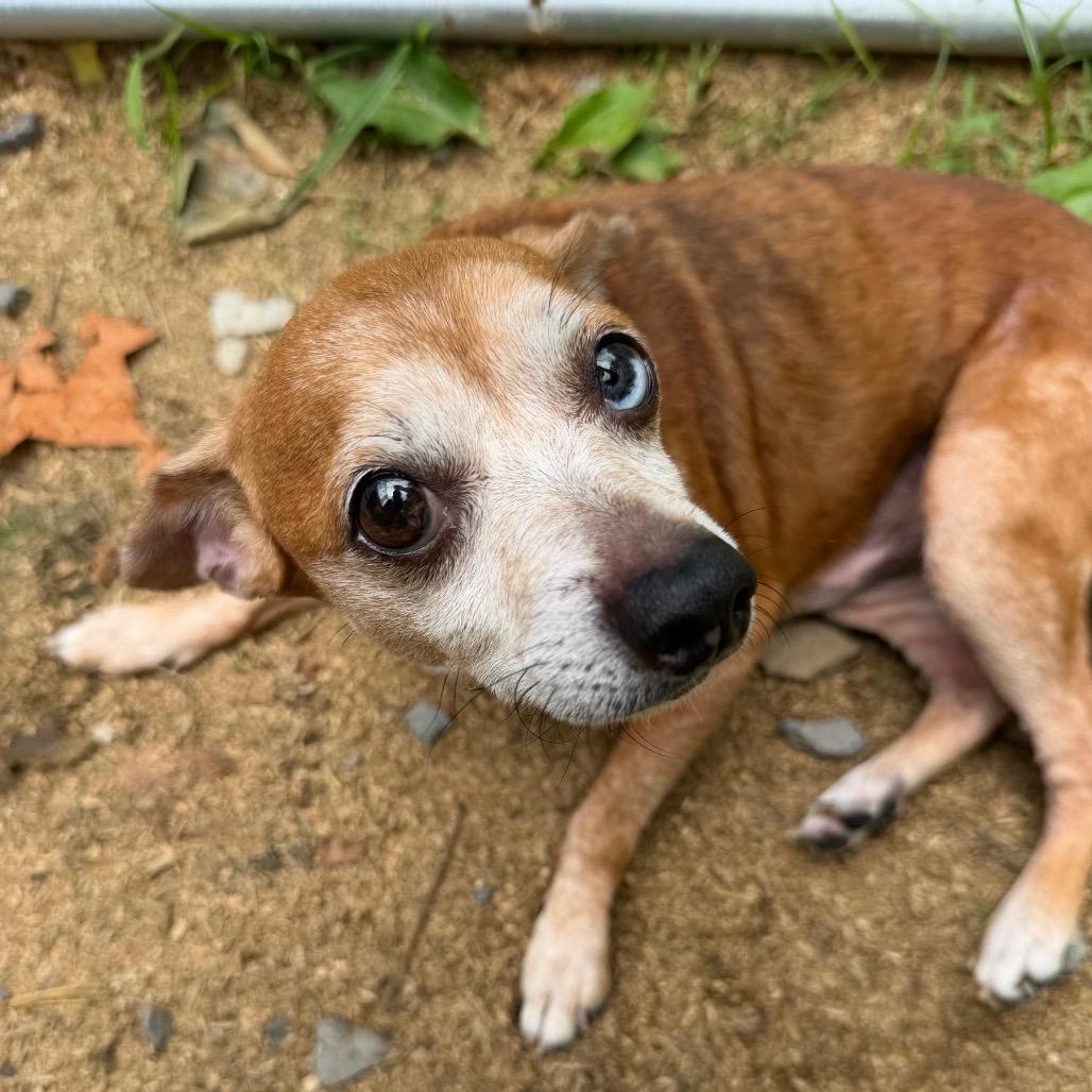 Timmy, a Adoptable mixed breed in Fairmont, WV image 3/5
