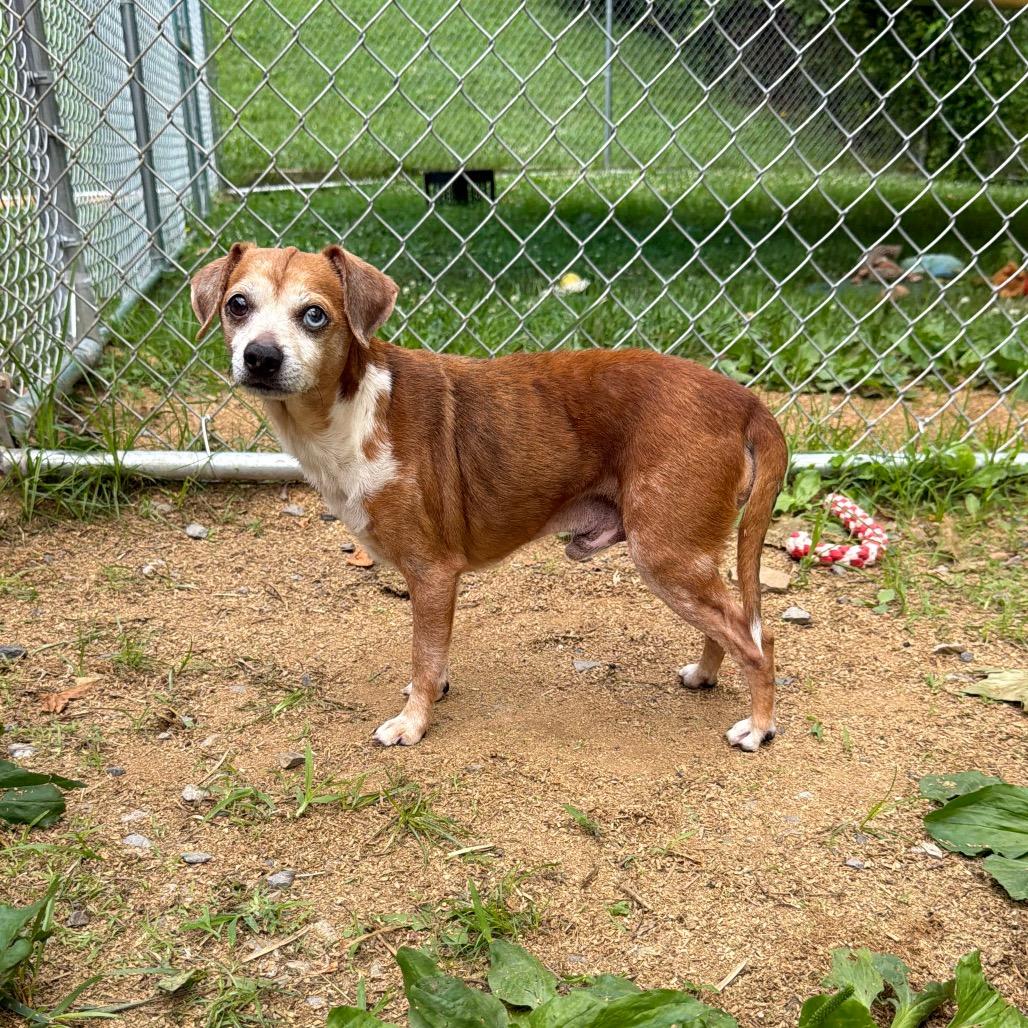 Timmy, a Adoptable mixed breed in Fairmont, WV image 4/5