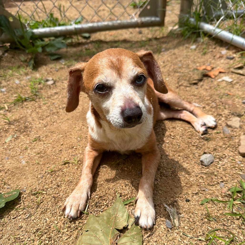 Timmy, a Adoptable mixed breed in Fairmont, WV image 5/5