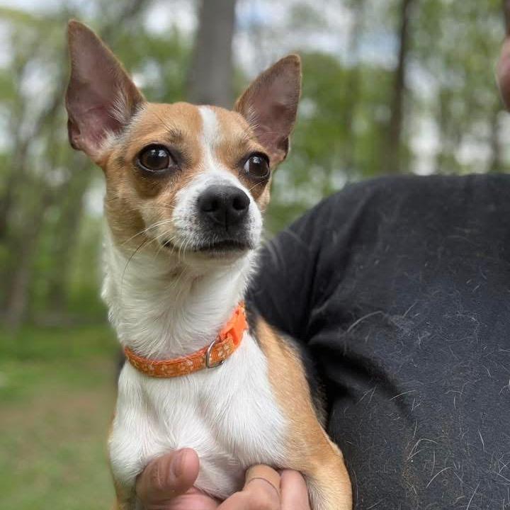 Chichi, Adoptable, Young Male Chihuahua.