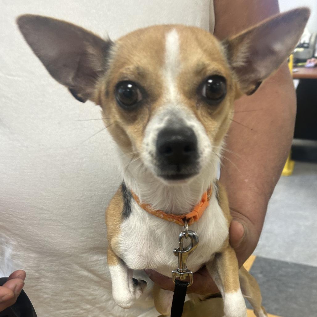 Enlarge Chichi, a Adoptable Chihuahua in West Chester, PA image 1/1