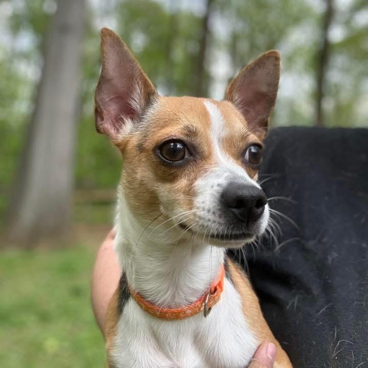 Chichi, a Adoptable Chihuahua in West Chester, PA image 3/3