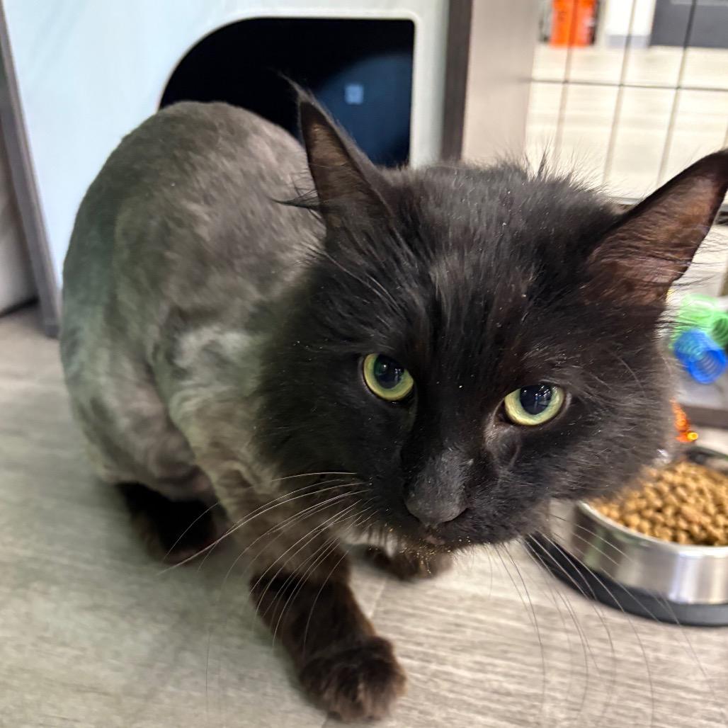 Baggage Claim, Adoptable, Adult Male Domestic Long Hair.