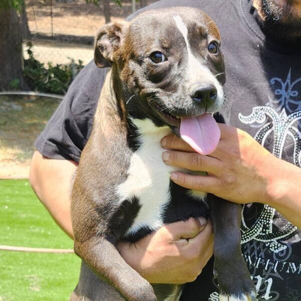 Lulu, Adoptable, Young Female Pit Bull Terrier.