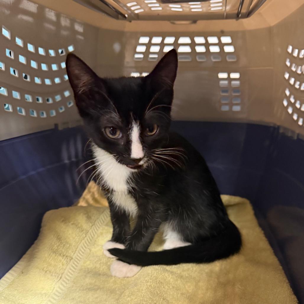 Enlarge Marshall, a Adoptable Domestic Short Hair in Port Charlotte, FL image 1/2