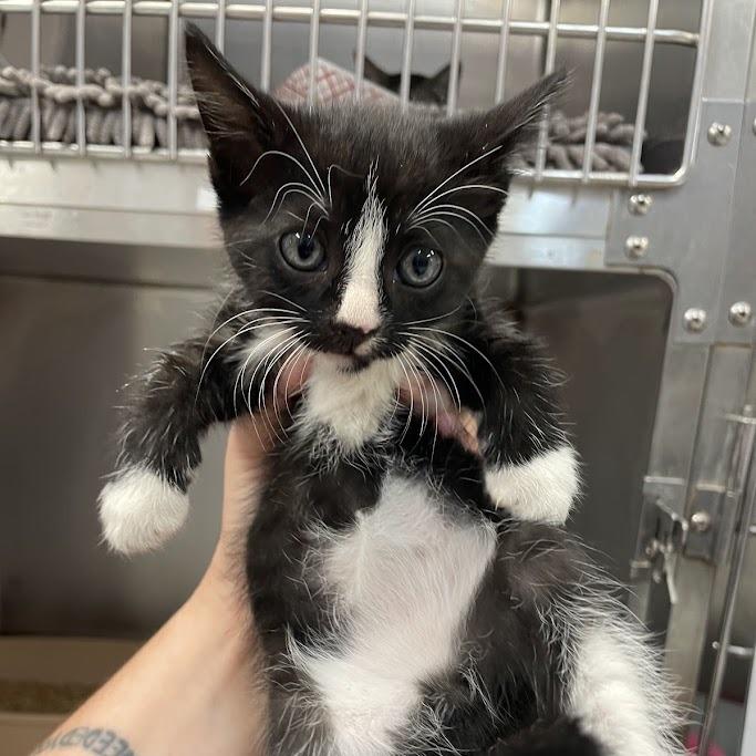 Enlarge Marshall, a Adoptable Domestic Short Hair in Port Charlotte, FL image 2/2