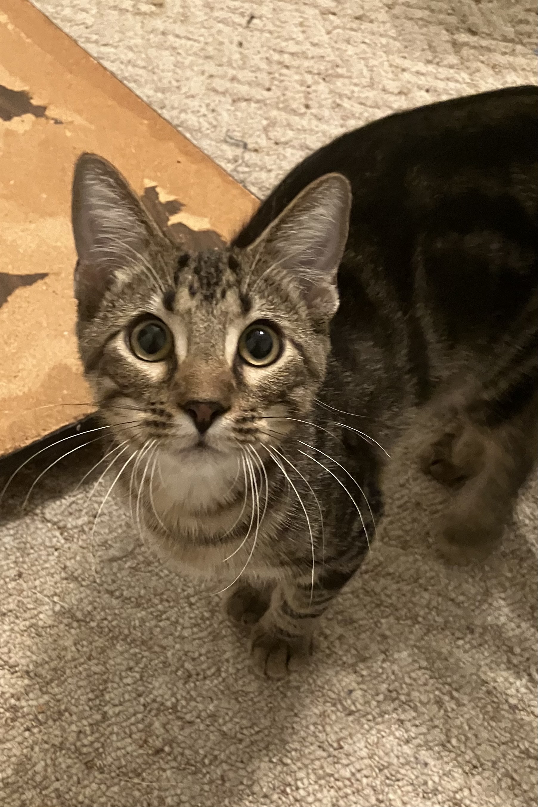 Toad, Young Male Domestic Short Hair