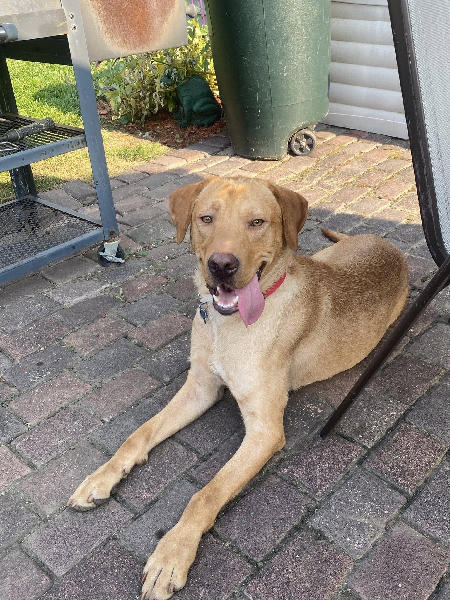 JJ, Adoptable, Adult Male Labrador Retriever.