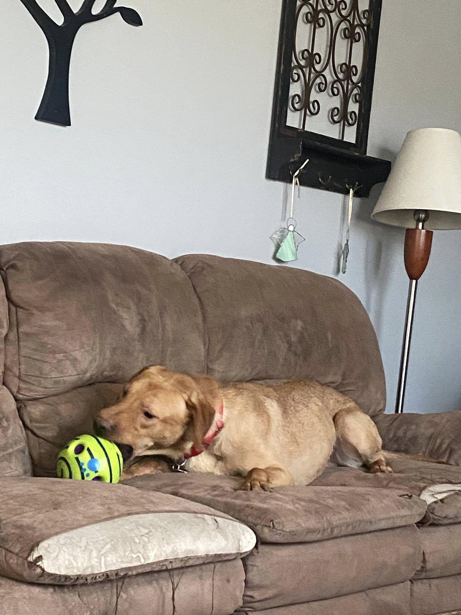 JJ, a Adoptable mixed breed in Plainfield, IL image 2/2