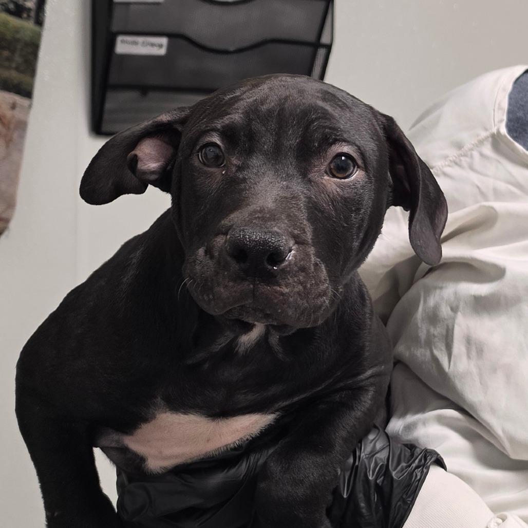 Enlarge Sturdy, a Adoptable Mixed Breed in Troy, IL image 1/1