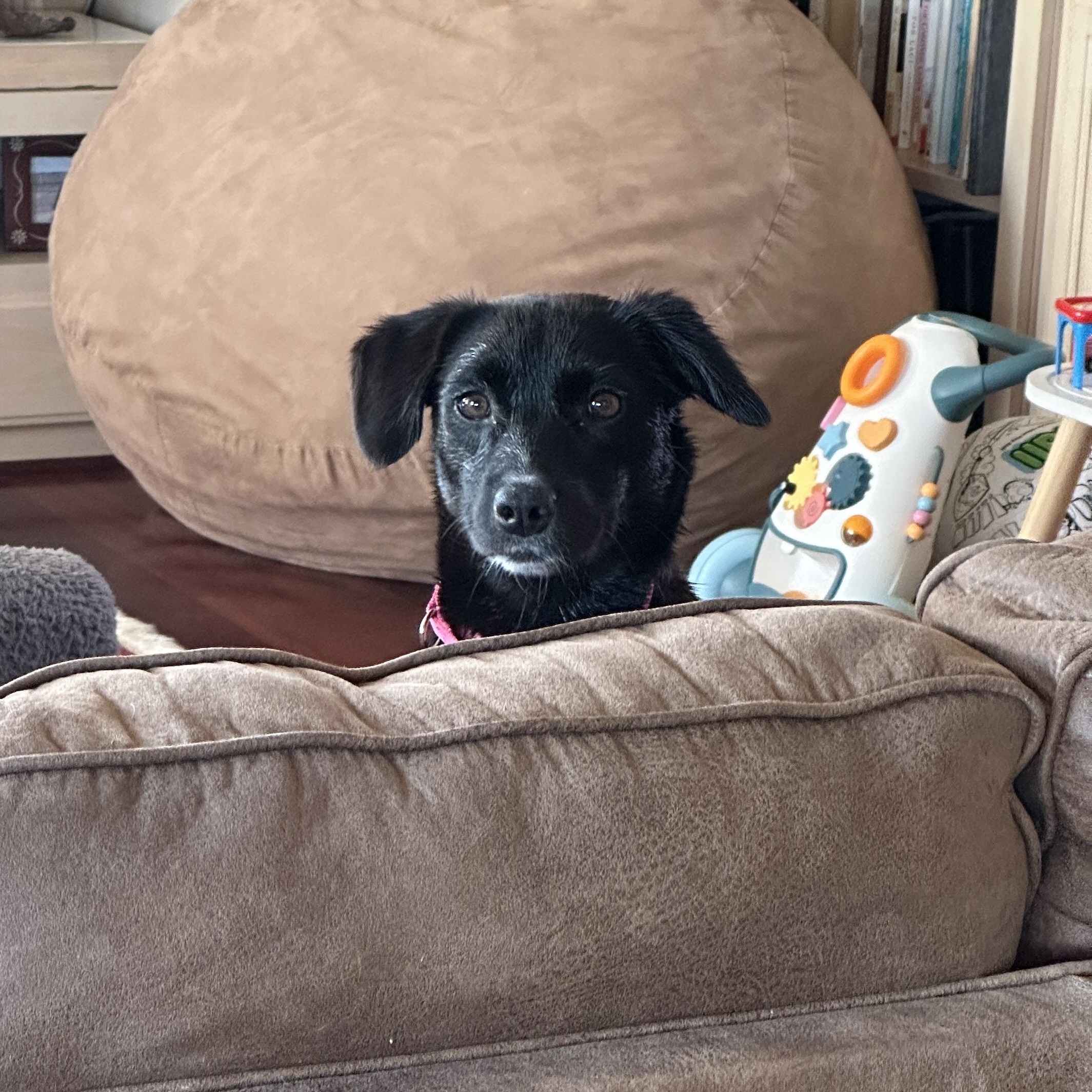 Enlarge SAVVY, a Adoptable mixed breed in Morgan Hill, CA image 4/6