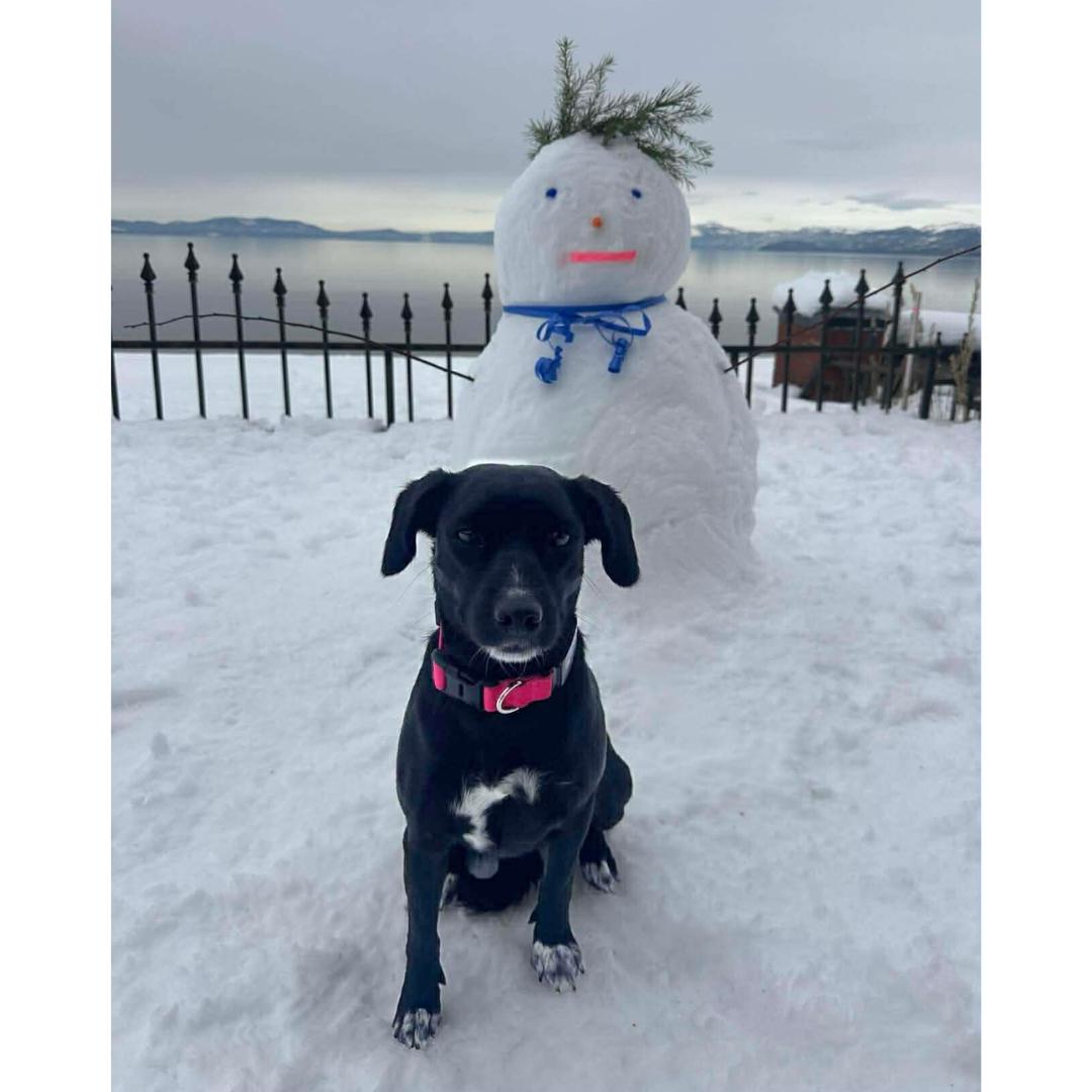 Enlarge SAVVY, a Adoptable mixed breed in Morgan Hill, CA image 6/6