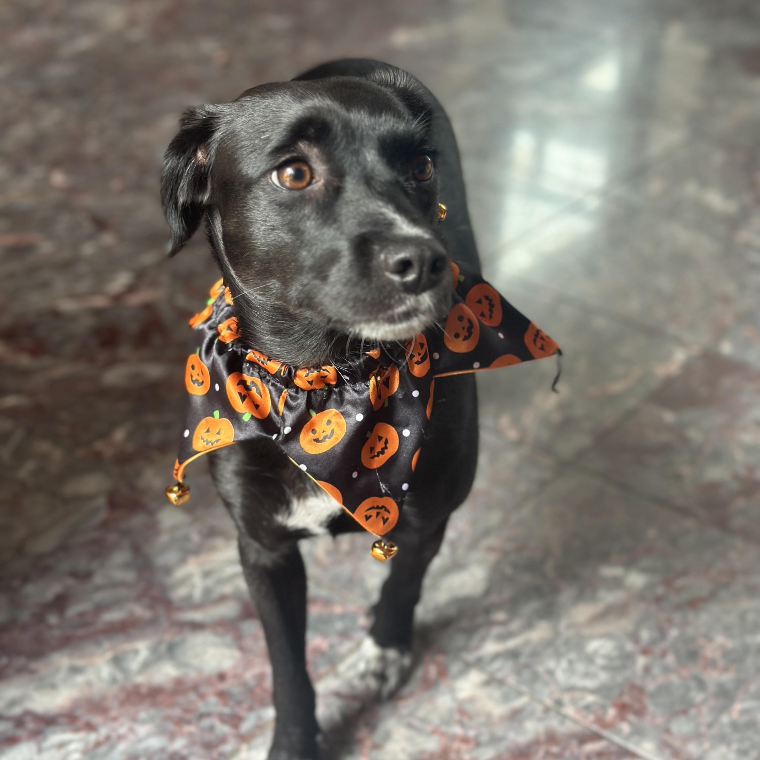 SAVVY, Adoptable, Young Female Cocker Spaniel & Terrier.