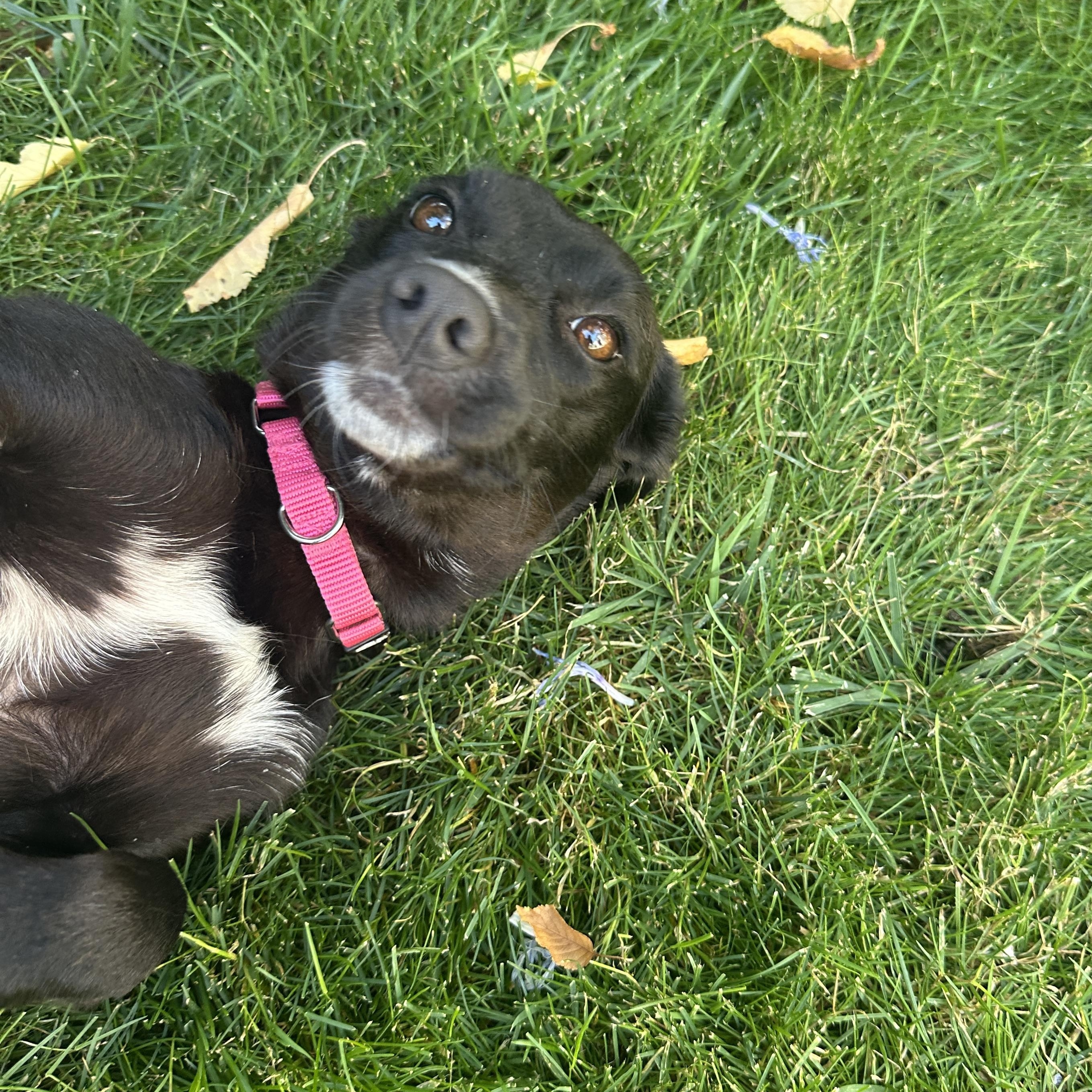 Enlarge SAVVY, a Adoptable mixed breed in Morgan Hill, CA image 6/6