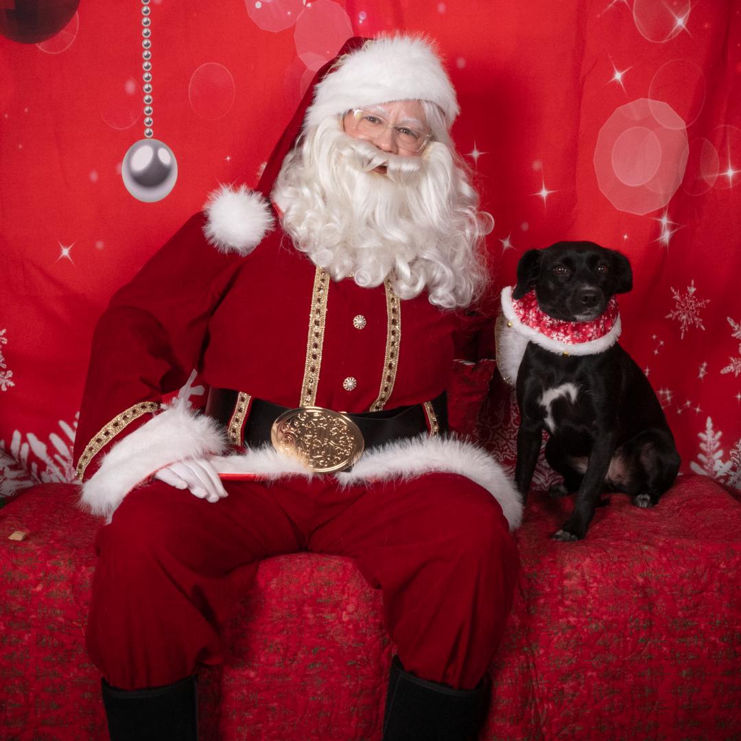 Enlarge SAVVY, a Adoptable mixed breed in Morgan Hill, CA image 1/6