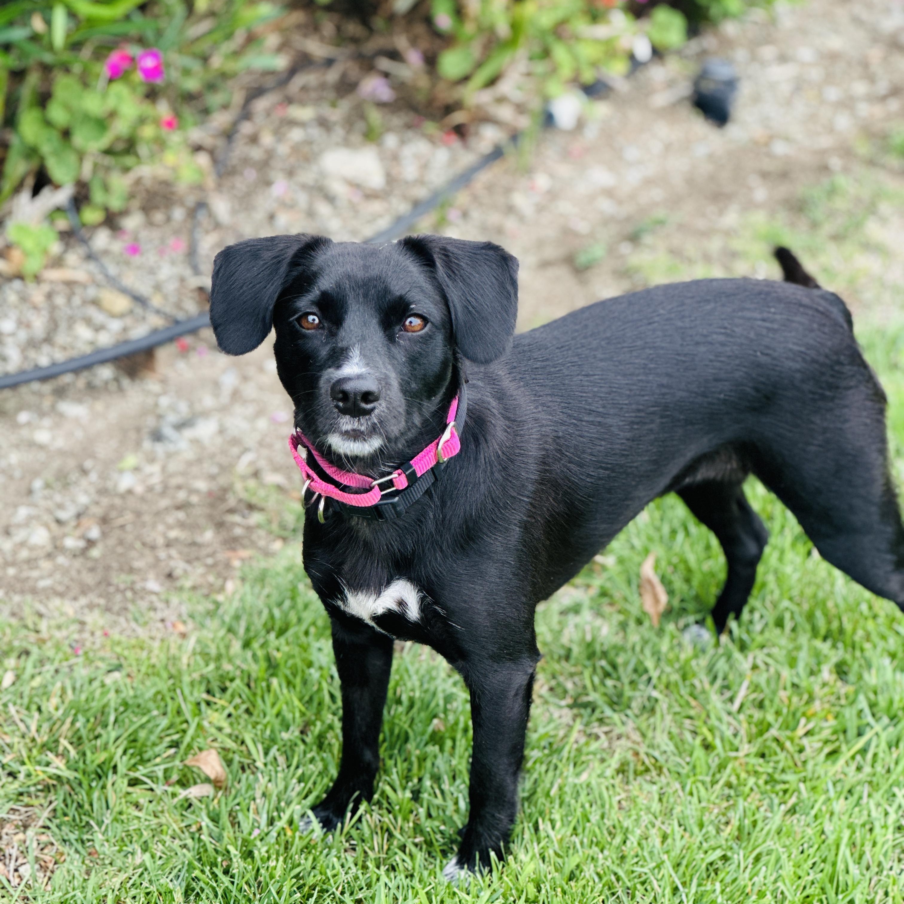 Enlarge SAVVY, a Adoptable mixed breed in Morgan Hill, CA image 3/6