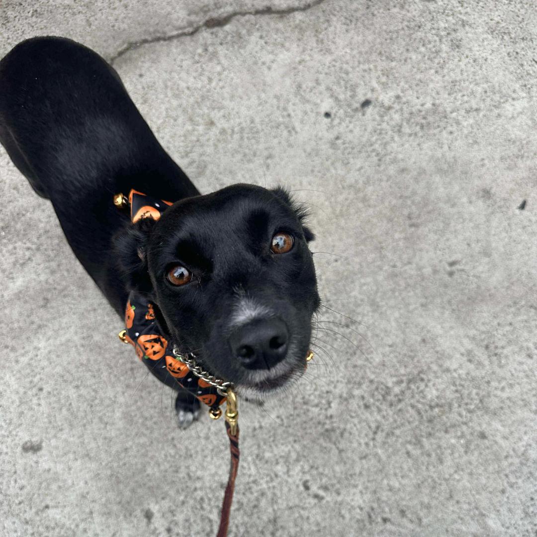 Enlarge SAVVY, a Adoptable mixed breed in Morgan Hill, CA image 5/6