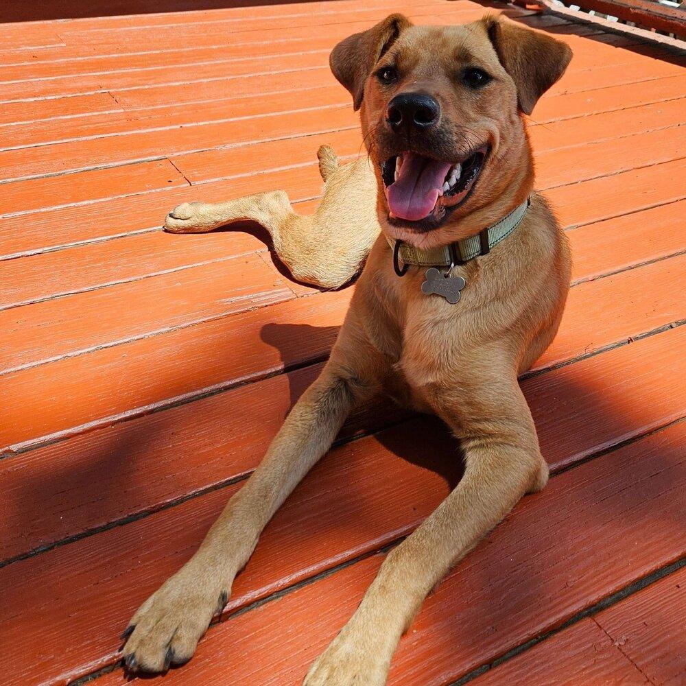 Kix, Adoptable, Puppy Male Hound.