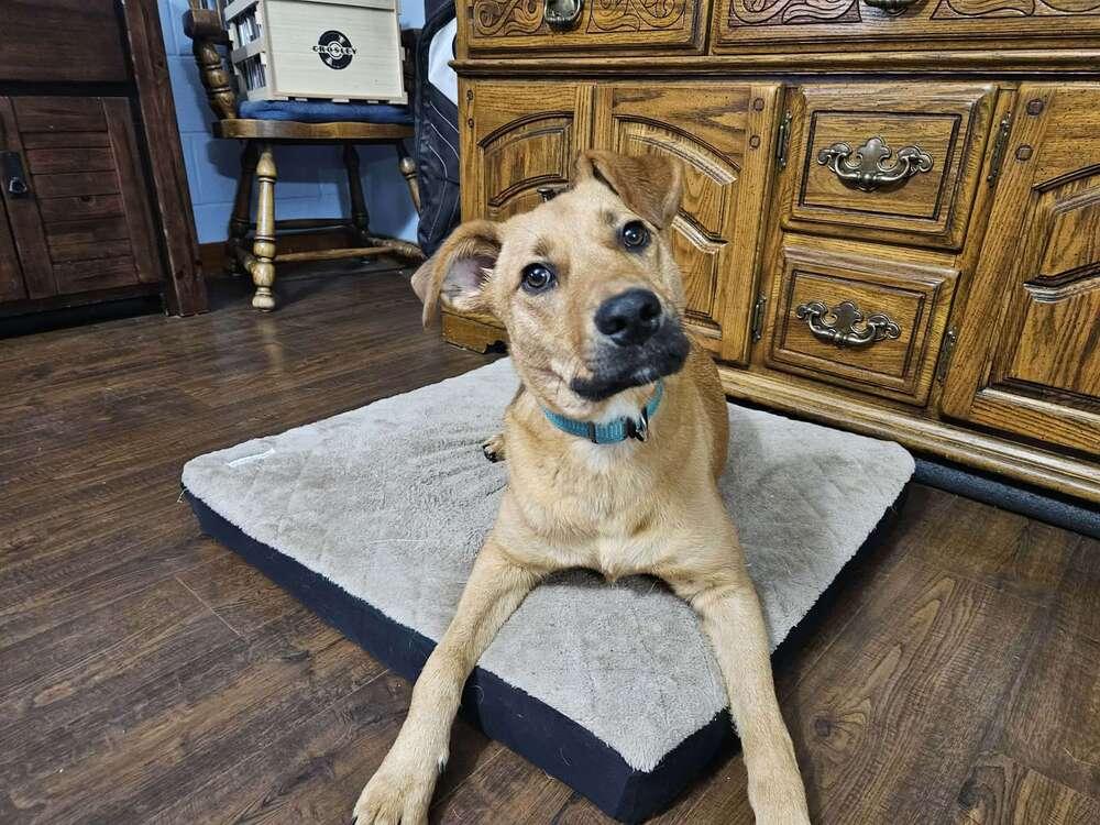 Kix, Adoptable, Puppy Male Hound.