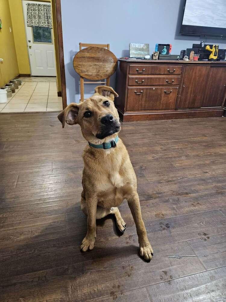 Enlarge Kix, a Adoptable mixed breed in Boston, MA image 2/6