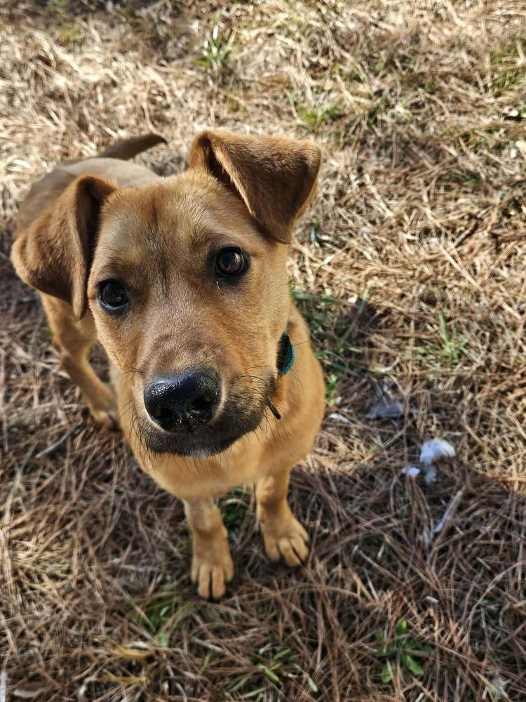 Enlarge Kix, a Adoptable mixed breed in Boston, MA image 3/6