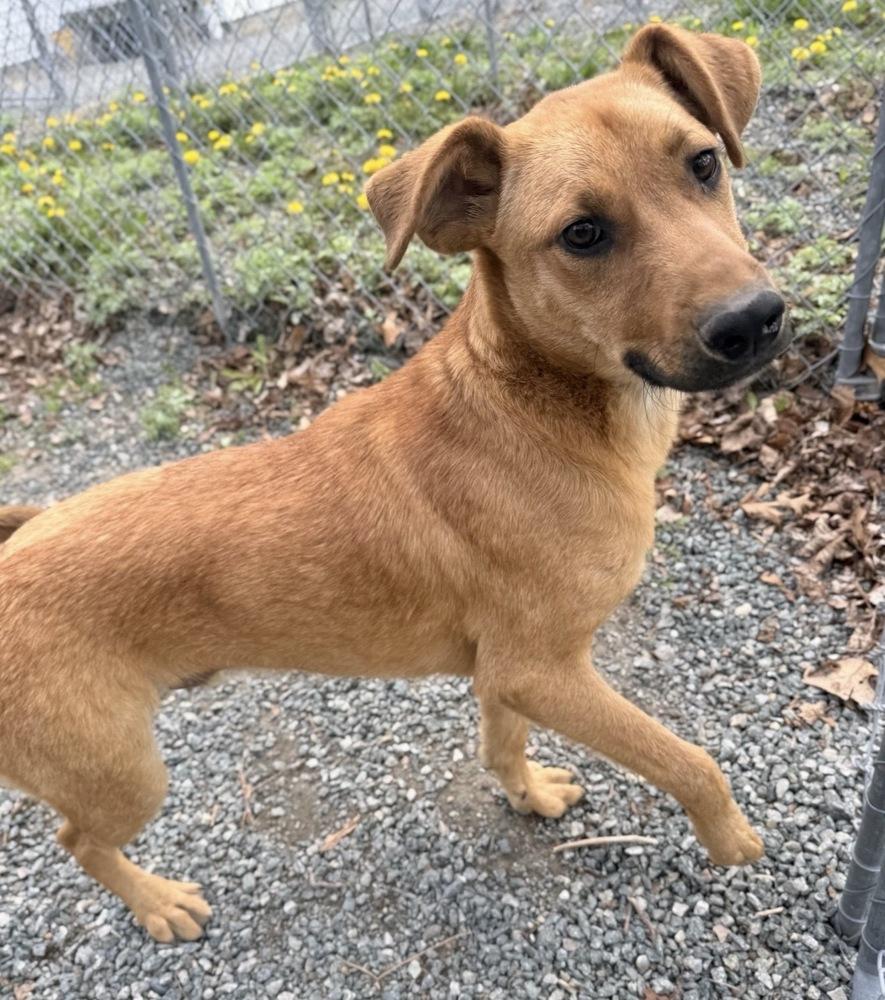Enlarge Kix, a Adoptable mixed breed in Boston, MA image 4/6