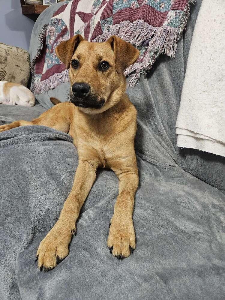 Enlarge Kix, a Adoptable mixed breed in Boston, MA image 5/6