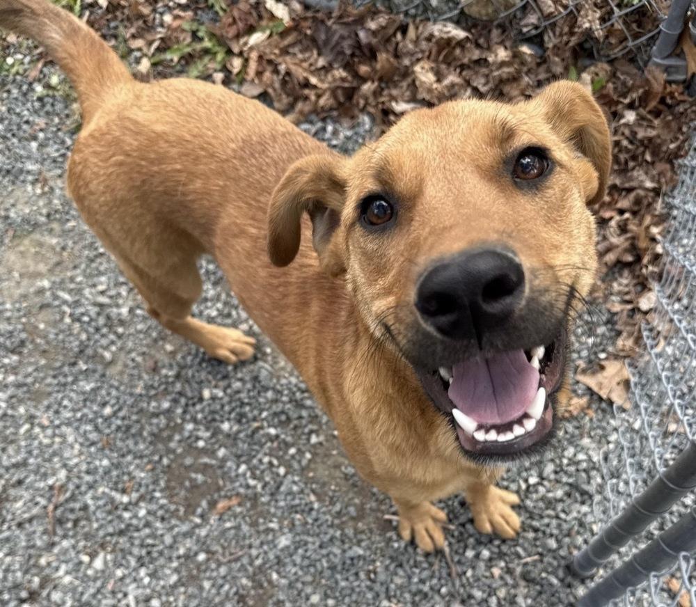 Enlarge Kix, a Adoptable mixed breed in Boston, MA image 6/6