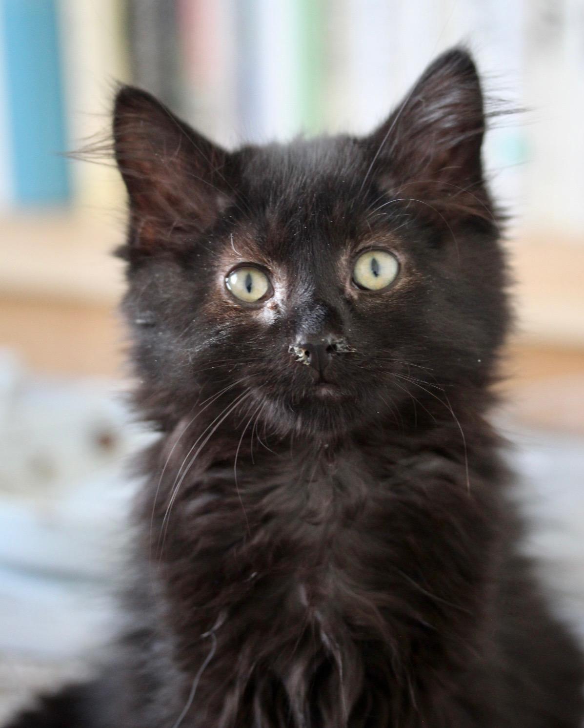 Enlarge Hugs, a Adoptable Domestic Medium Hair in Steinbach, MB image 1/6