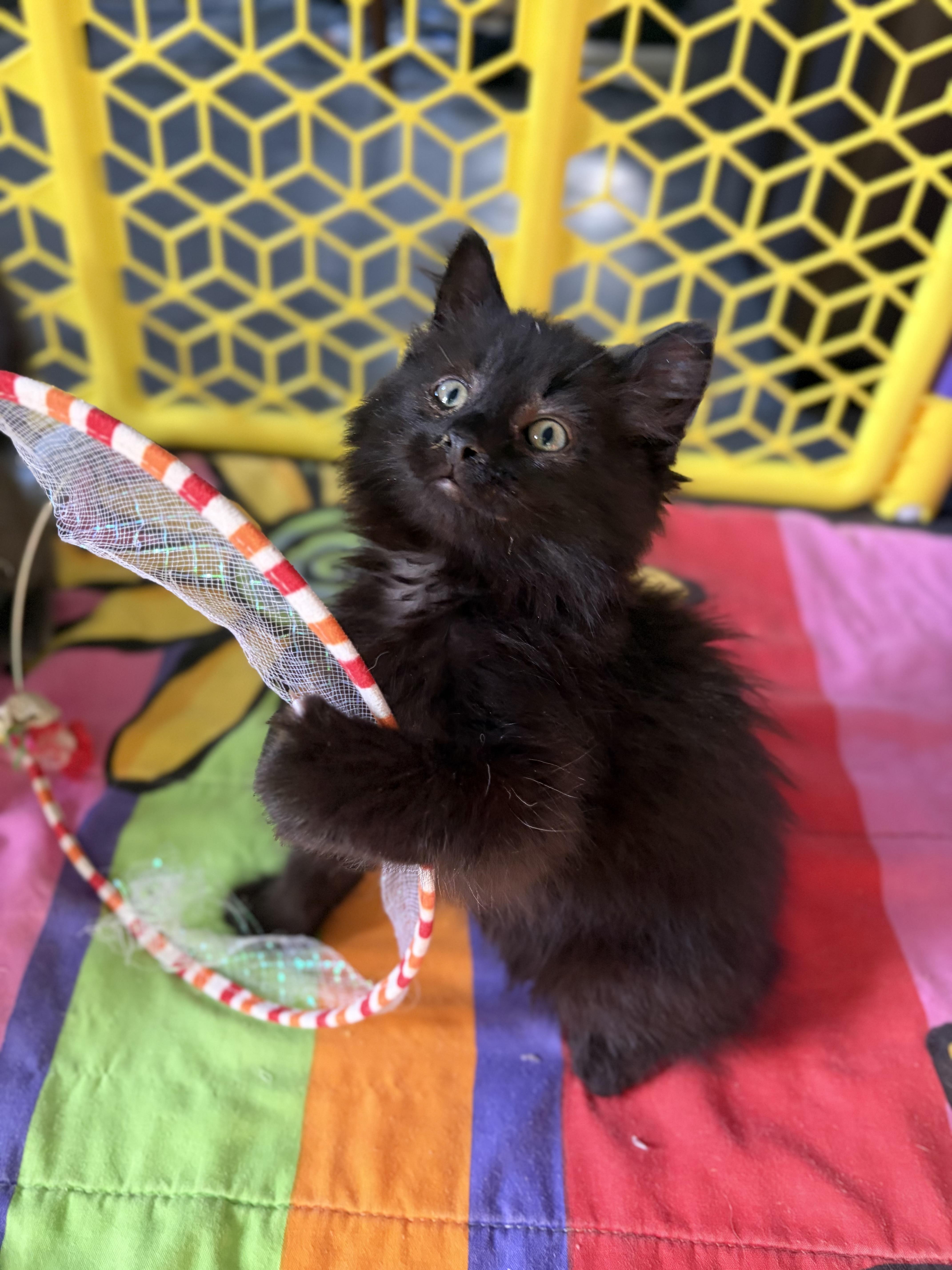 Enlarge Hugs, a Adoptable Domestic Medium Hair in Steinbach, MB image 2/6