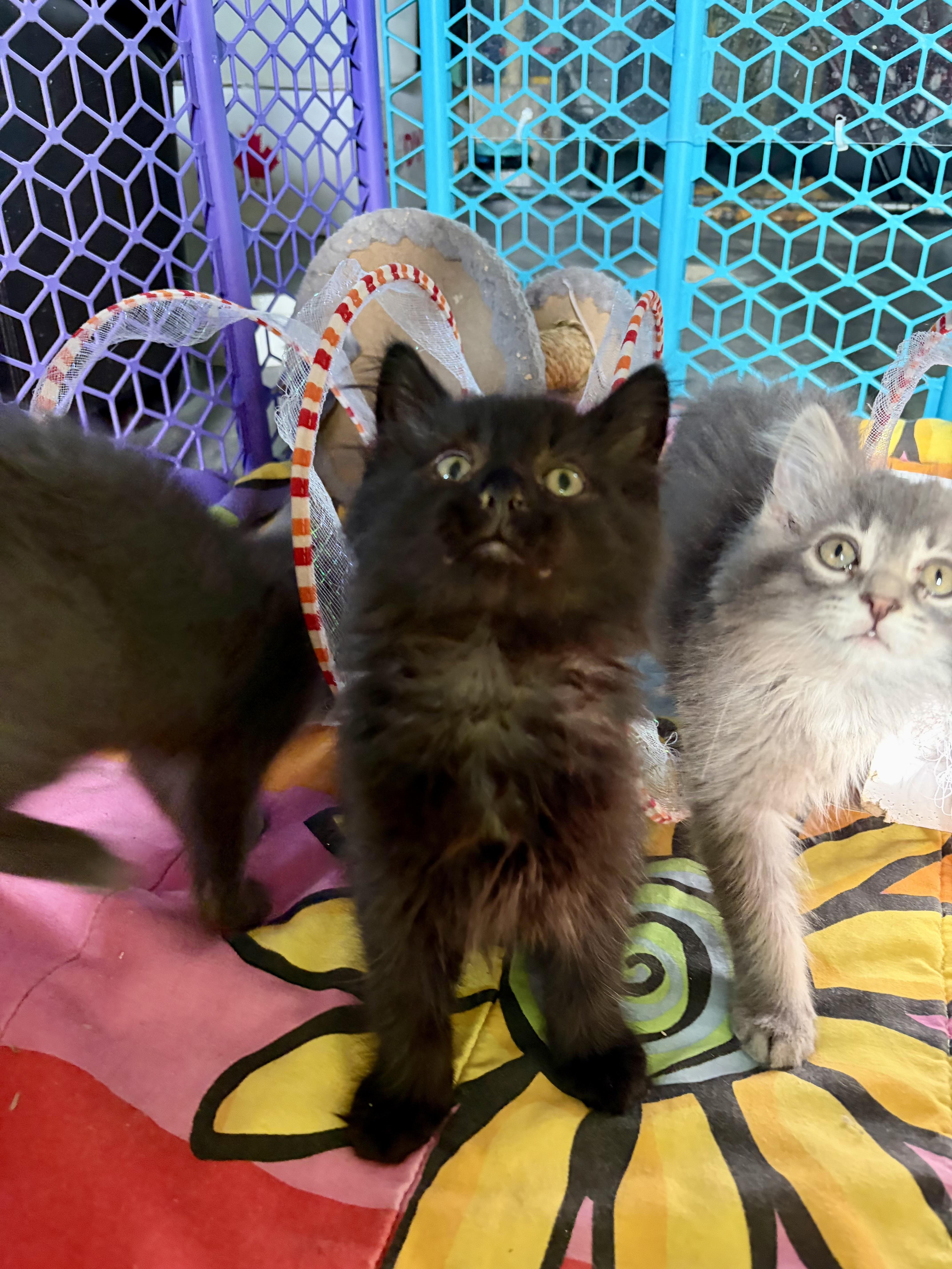 Enlarge Hugs, a Adoptable Domestic Medium Hair in Steinbach, MB image 3/6