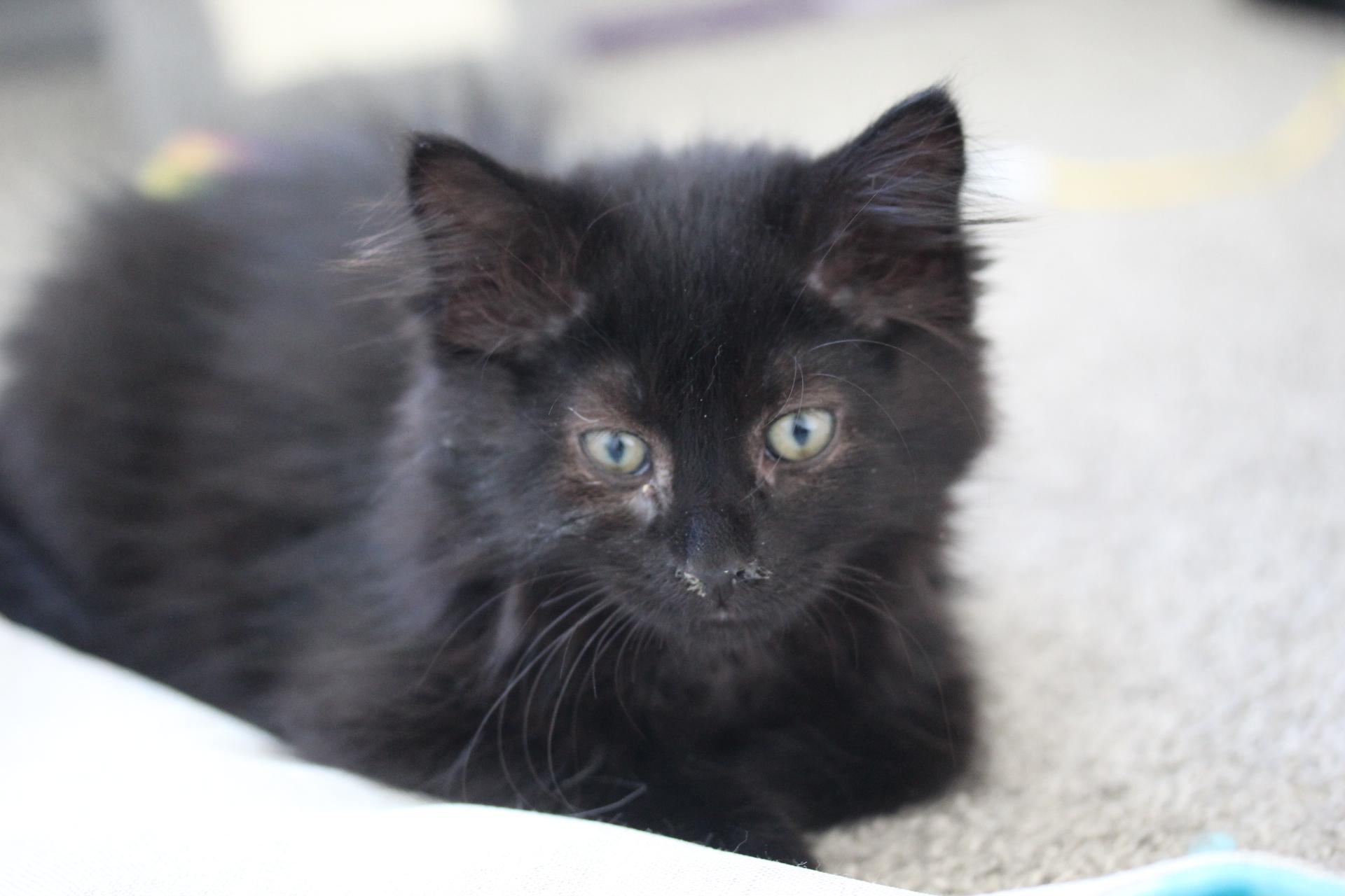 Enlarge Hugs, a Adoptable Domestic Medium Hair in Steinbach, MB image 4/6