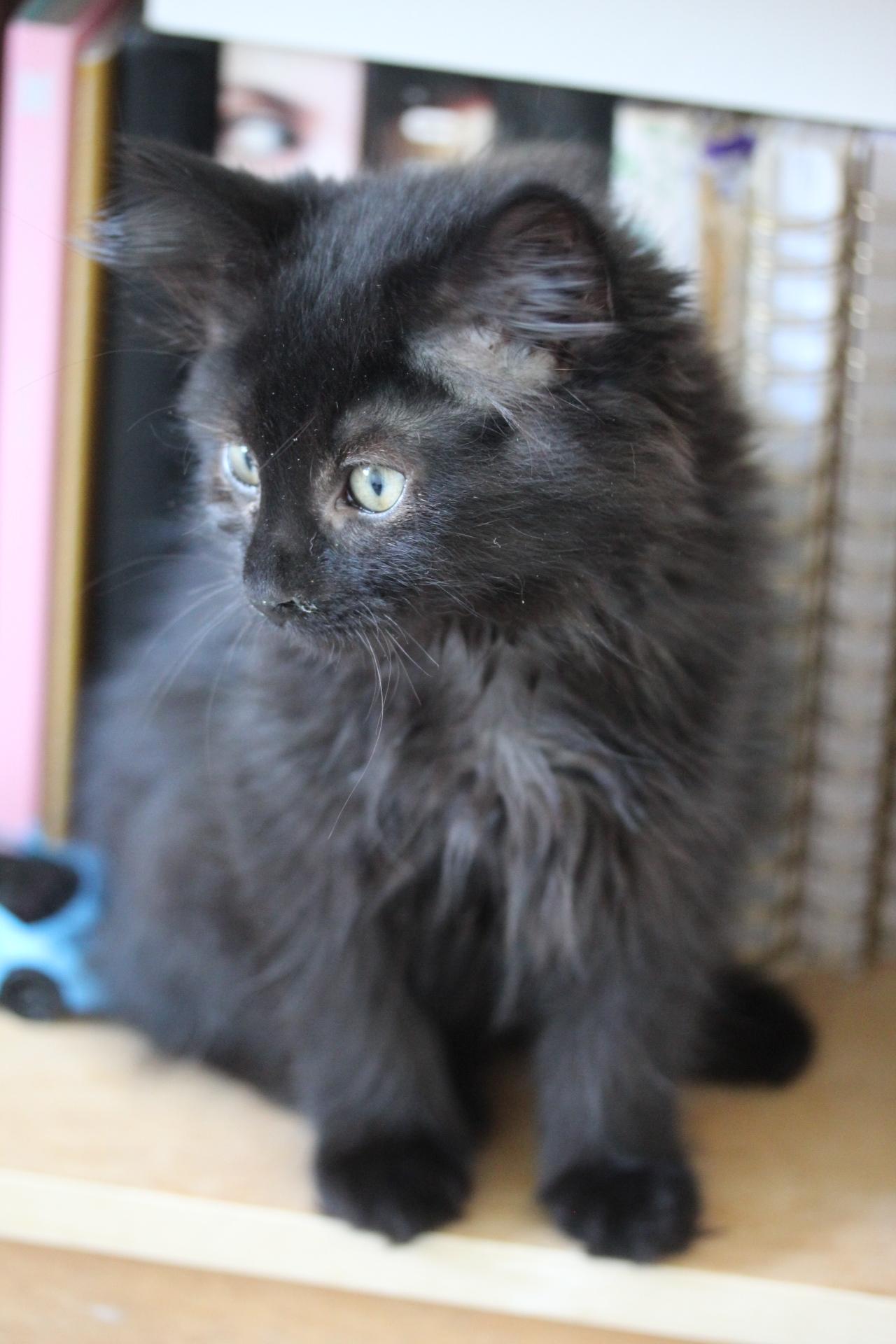 Enlarge Hugs, a Adoptable Domestic Medium Hair in Steinbach, MB image 5/6