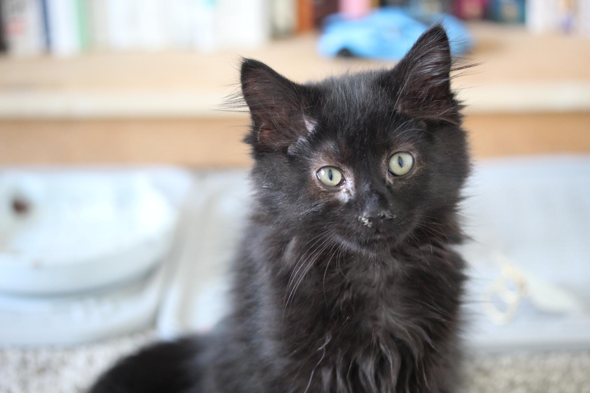 Enlarge Hugs, a Adoptable Domestic Medium Hair in Steinbach, MB image 6/6