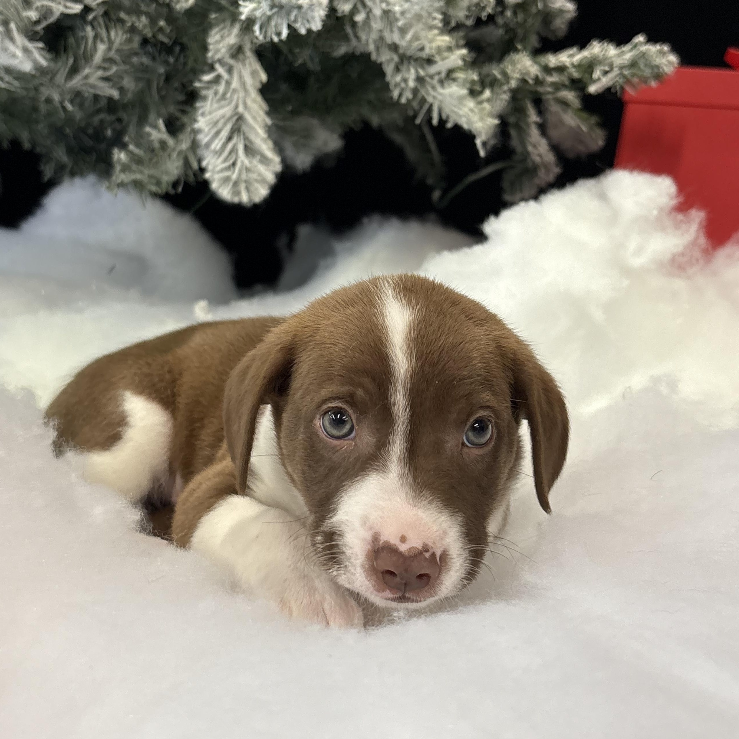 Sugar , ADOPTABLE, Puppy Female Mixed Breed.