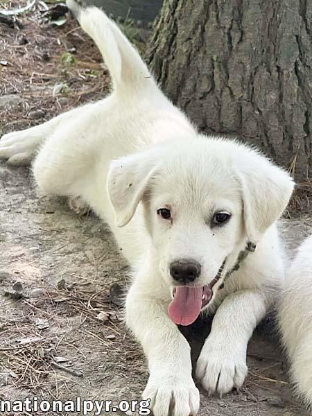 Argos in OH - Confident, Silly & Sweet, an adopted mixed breed in Bellevue, OH image 3/4