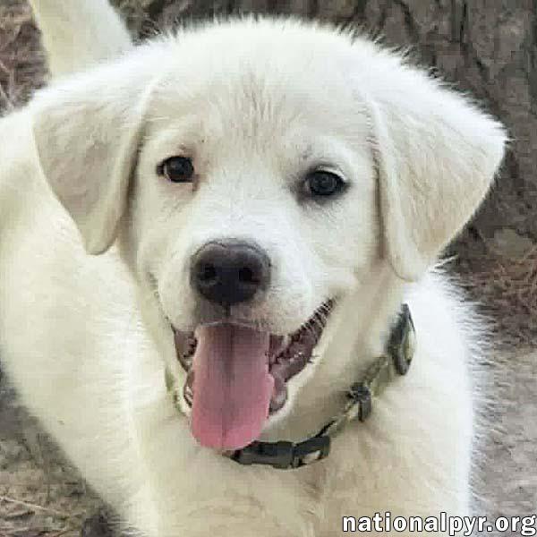 Argos in OH - Confident, Silly & Sweet, an adopted mixed breed in Bellevue, OH image 1/4