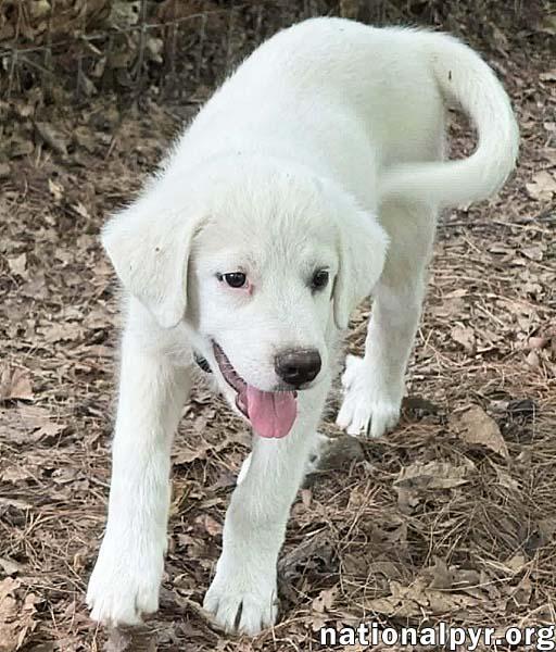 Argos in OH - Confident, Silly & Sweet, an adopted mixed breed in Bellevue, OH image 2/4