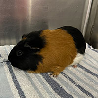 Samoa, Adopted, Young Female Guinea Pig.