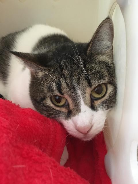 Enlarge Carla, a Adoptable mixed breed in Albuquerque, NM image 2/3