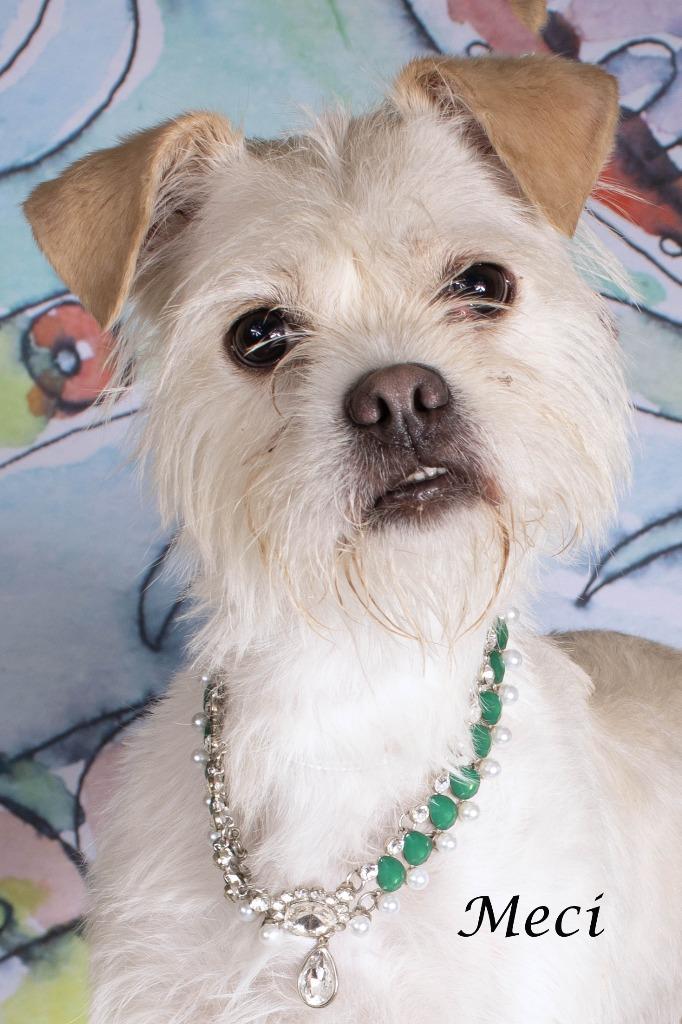 Meci, Adoptable, Young Female Shih Tzu & West Highland White Terrier / Westie.