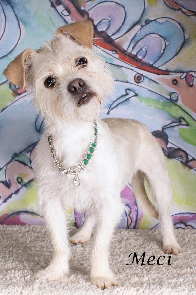 Enlarge Meci, a Adoptable mixed breed in Gilbert, AZ image 2/3