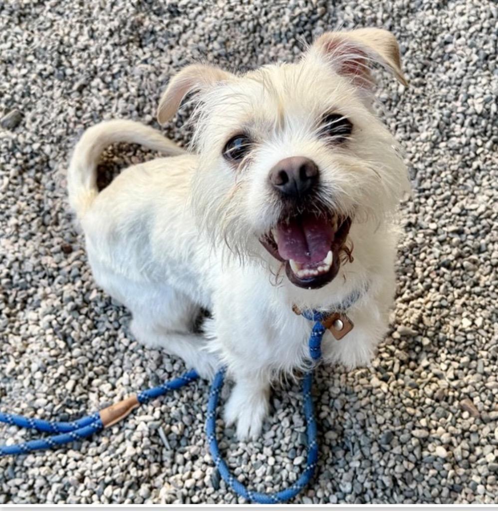 Enlarge Meci, a Adoptable mixed breed in Gilbert, AZ image 3/3