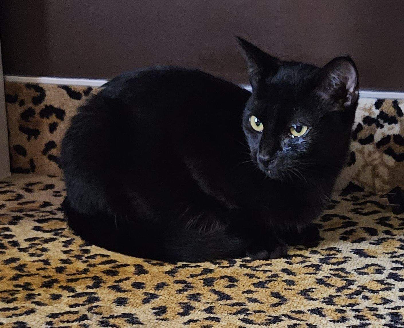 Celeste – A Purrfectly Charming Domestic Shorthair Beauty, Adoptable, Young Female Domestic Short Hair.