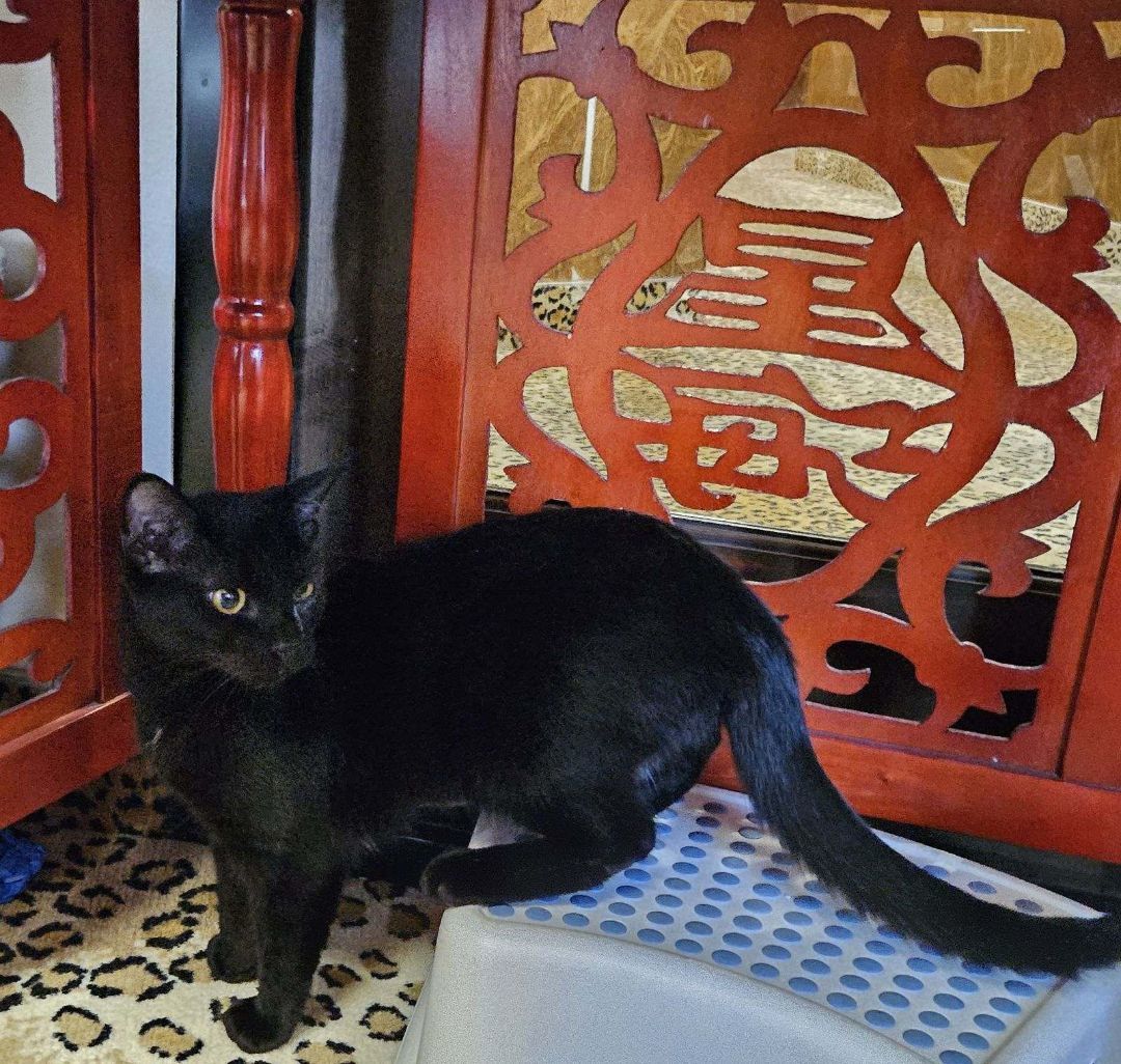 Celeste – A Purrfectly Charming Domestic Shorthair Beauty