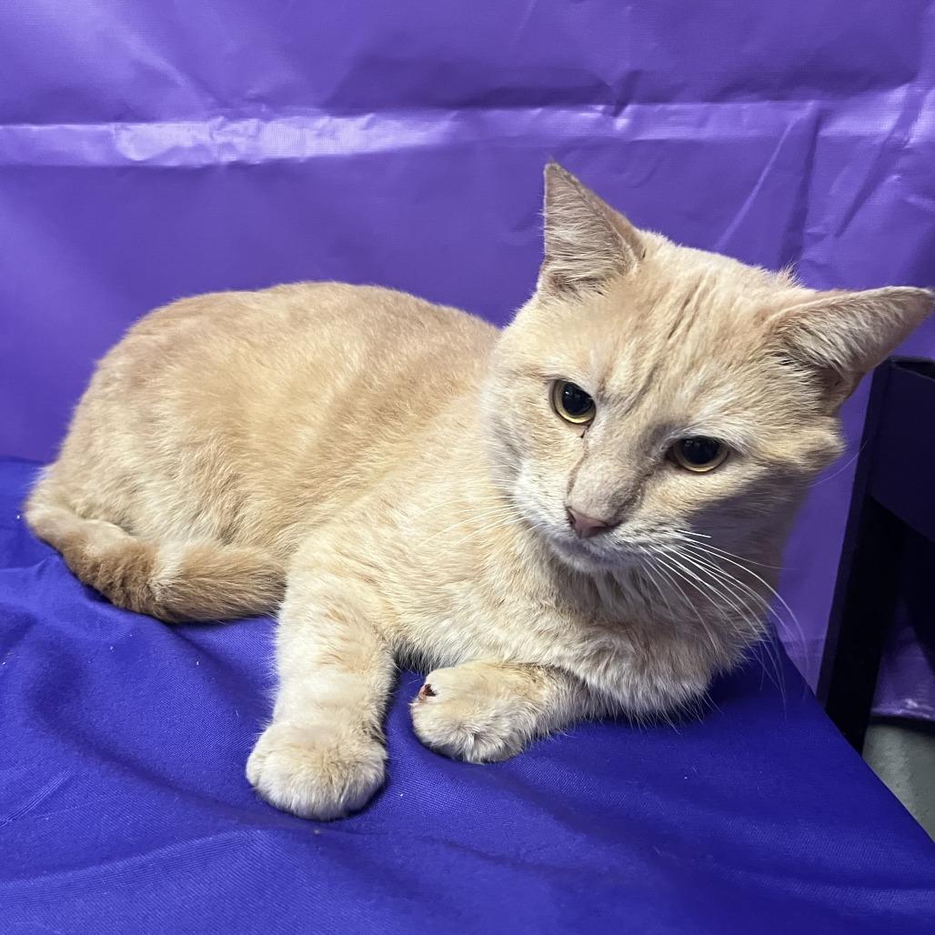 Enlarge Tucker, a Adoptable Domestic Short Hair in North Myrtle Beach, SC image 1/1