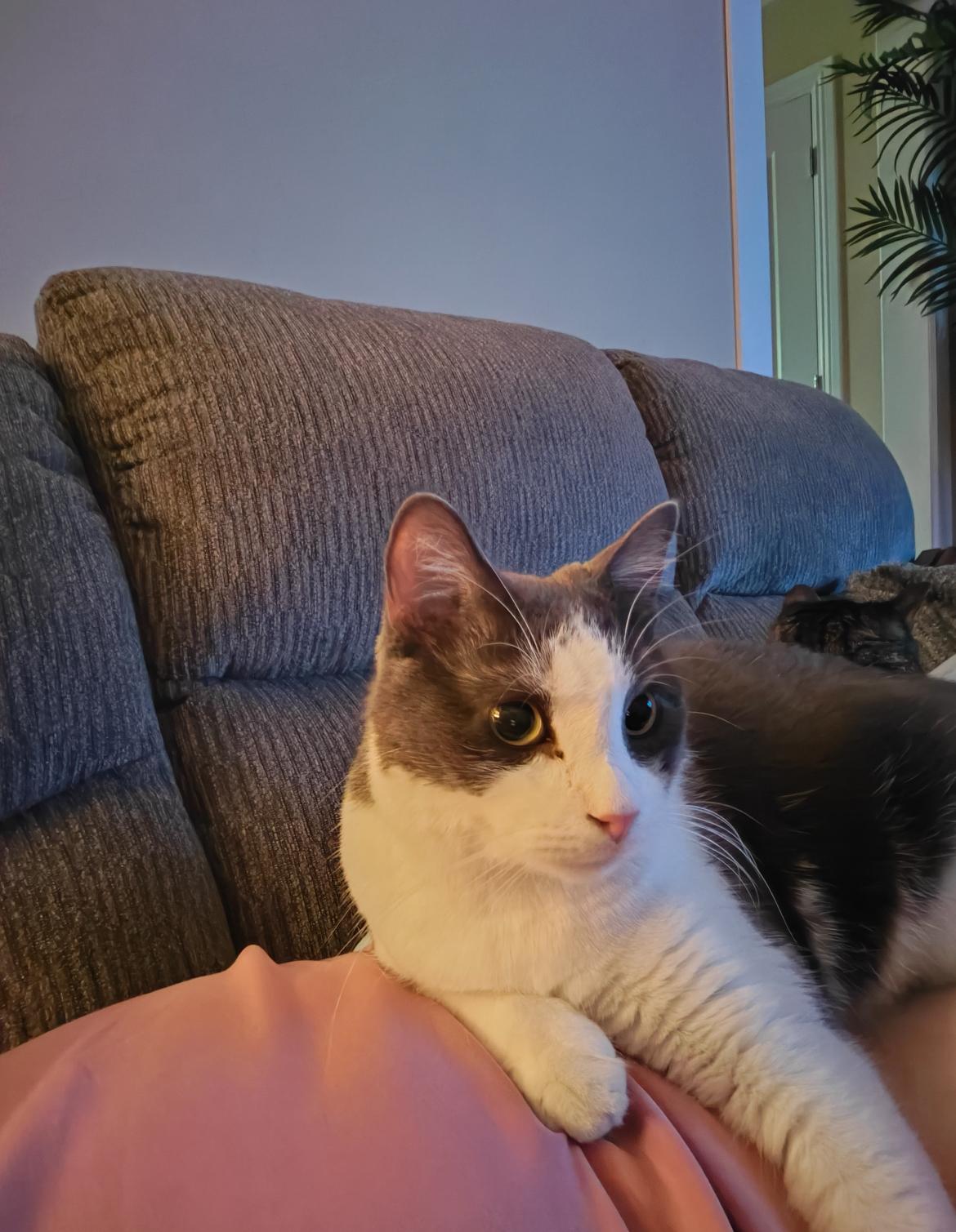 Mason , ADOPTABLE, Adult Male Domestic Short Hair.