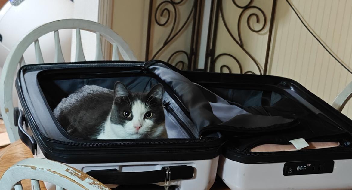 Mason , ADOPTABLE, Adult Male Domestic Short Hair.